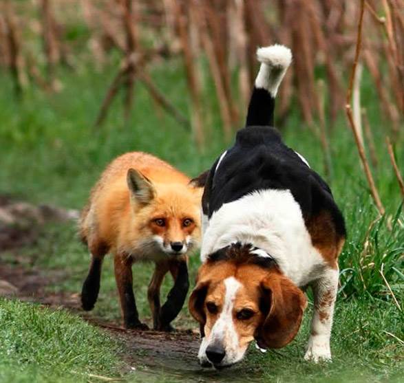 система поиска собак