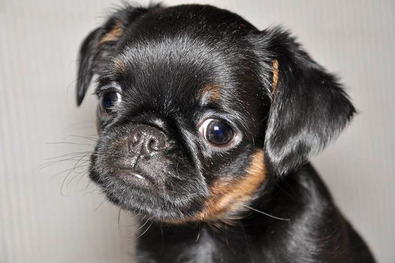 бельгийский гриффон порода