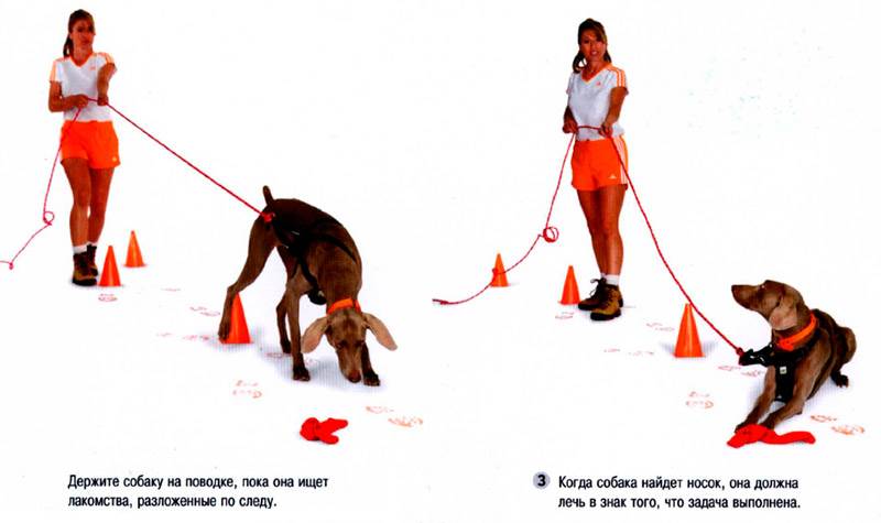 как научить собаку брать след