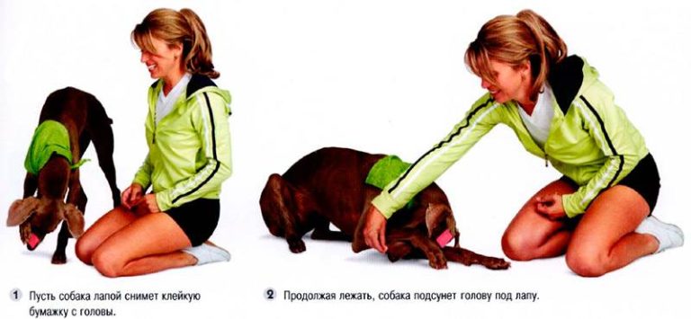 Приучить щенка сидеть. Собака выполняет команды. Команда сидеть для собаки. Приучить щенка сидеть. Команда лежать для собак.