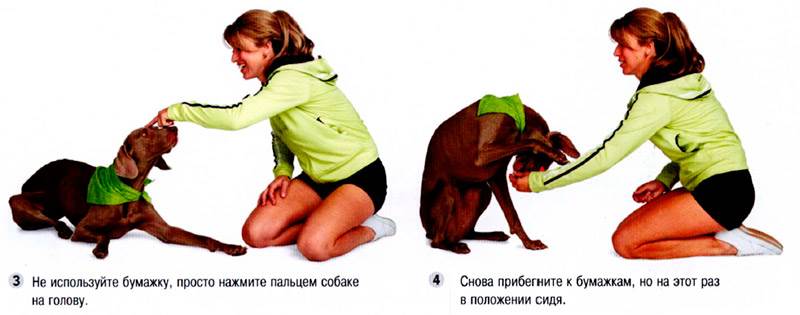 прикрыть лапой глаза собаки