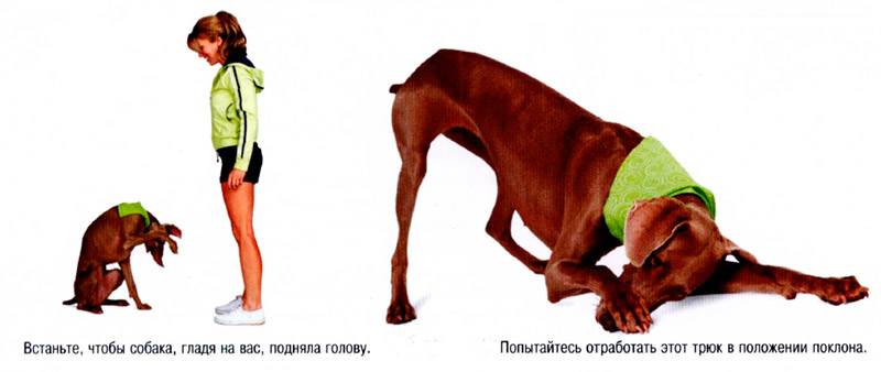 собака прикрыть глаза лапой