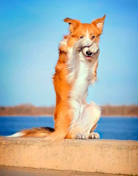 собака прикроет глаза руками