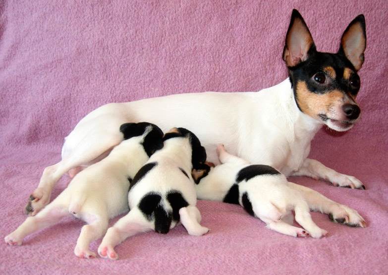 щенки американского той фокстерьера