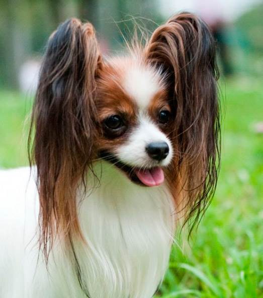 папийон фален