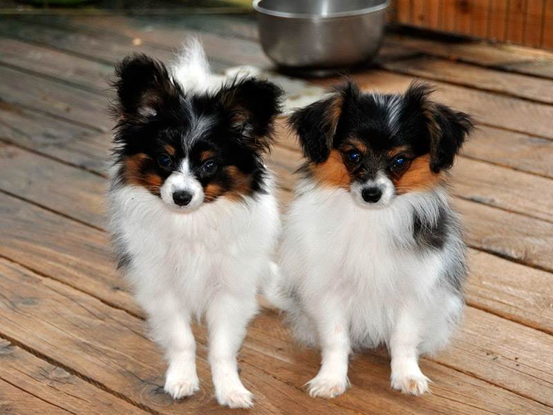 порода собак фален