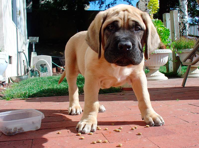 собака английский мастиф