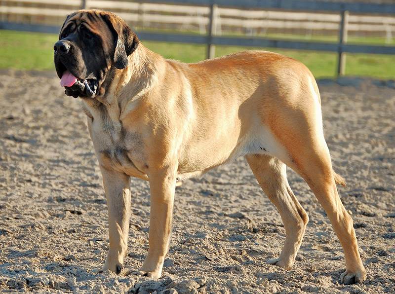 порода собаки английский мастиф
