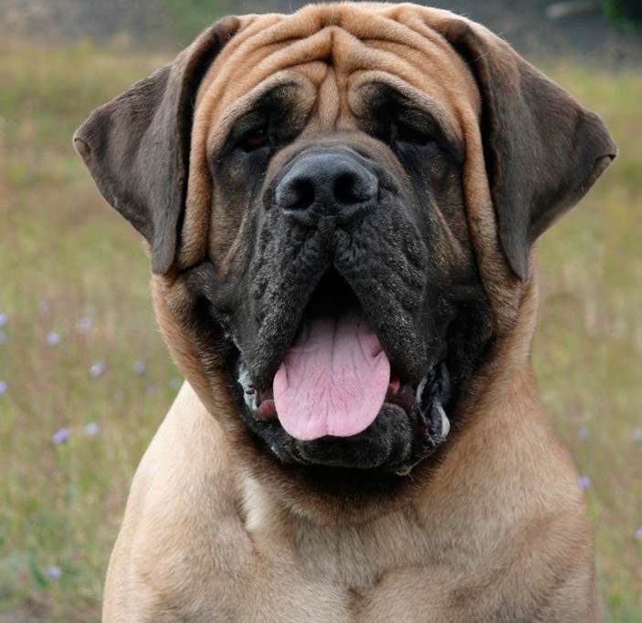 английский мастиф характеристика породы
