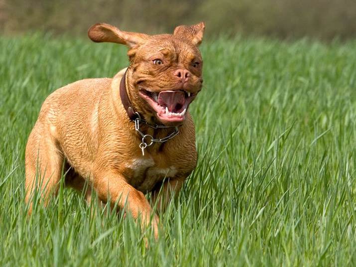 бордоский дог характеристика породы