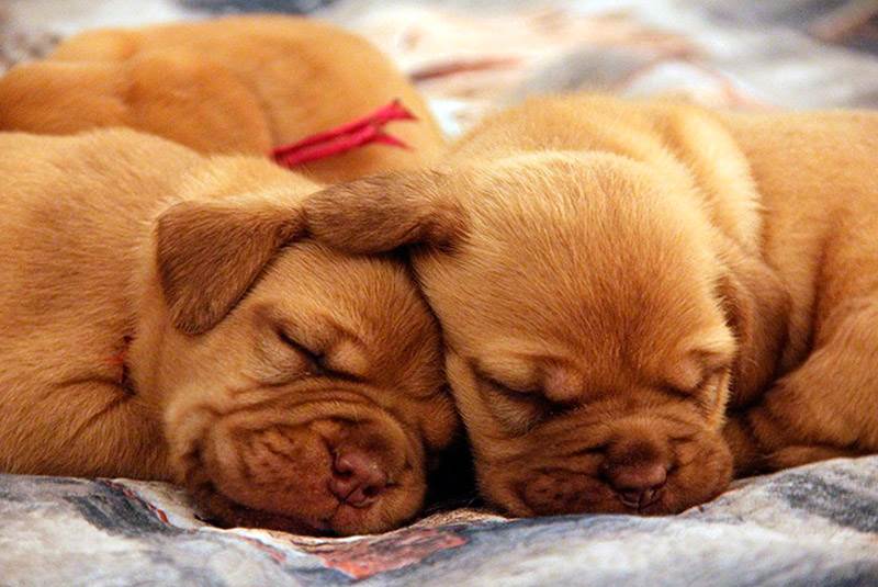 бордоский дог характер