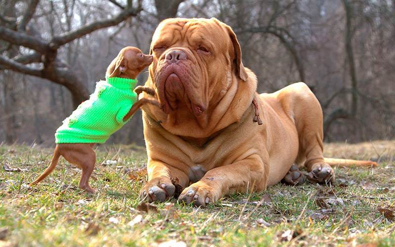 бордосский дог описание породы