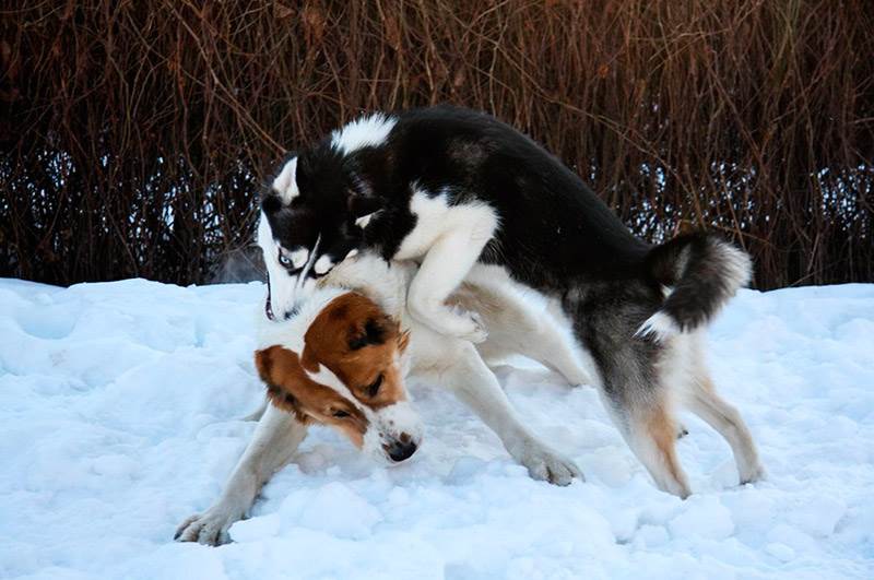 собака породы алабай
