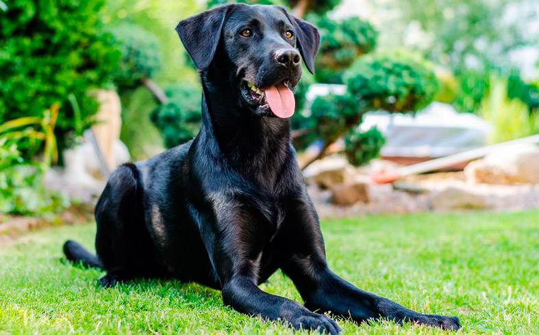 щенки ка де бестиар