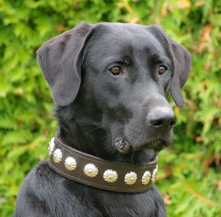 купить щенка ка де бестиар