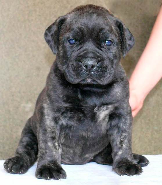 канарский дог характер