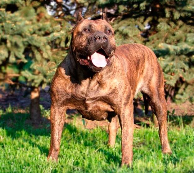 канарский дог описание породы