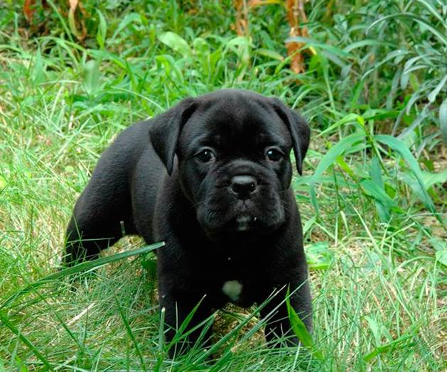 собака кане корсо