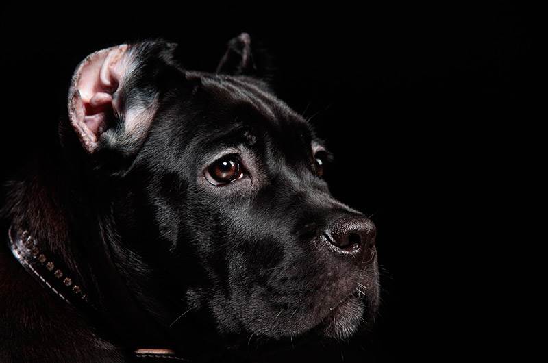 порода кане корсо