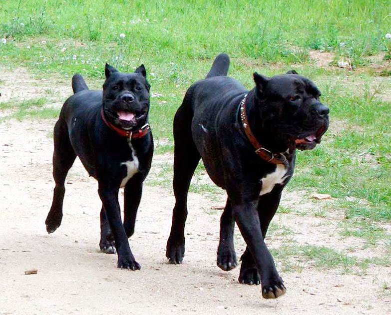 итальянский кане корсо