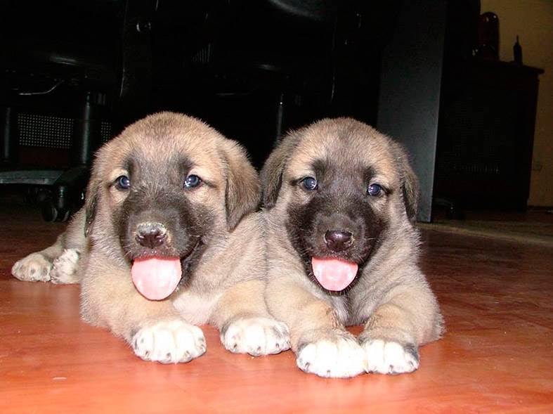 кангальский карабаш