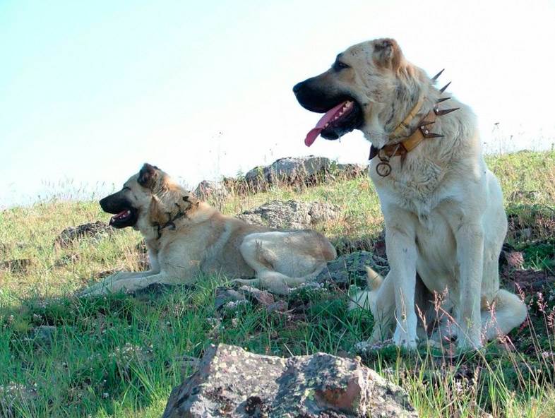 собака кангал