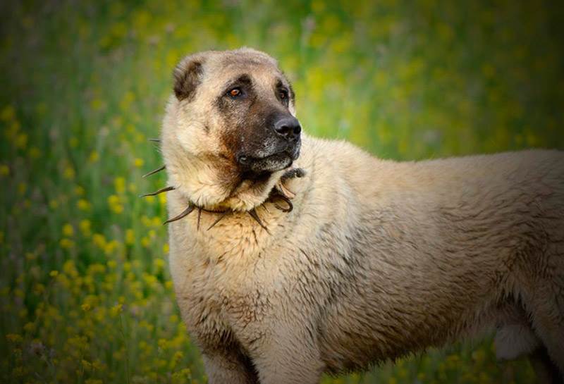 кангал карабаш