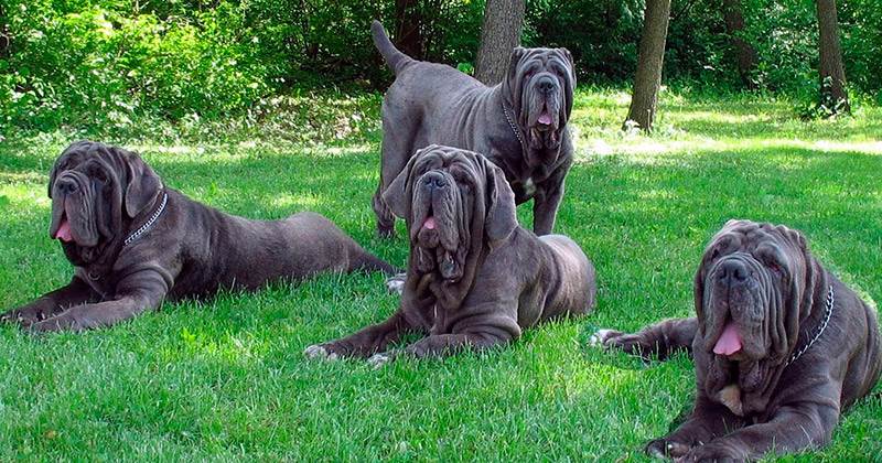 неаполитанский мастиф описание породы