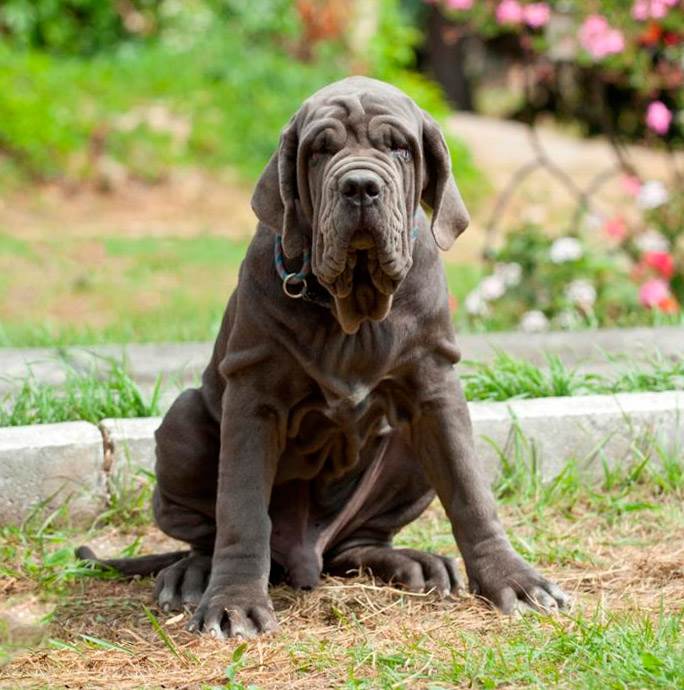 неаполитанский мастиф отношение к чужим