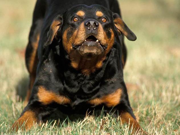 собака ротвейлер