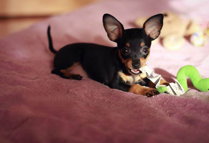 порода пражский крысарик