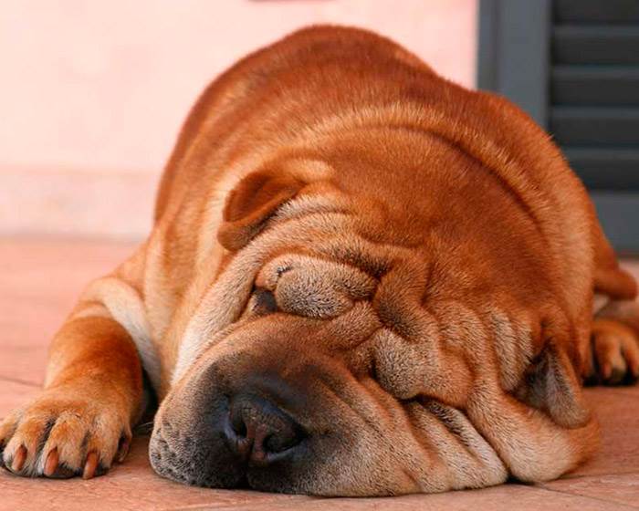 шарпей характер