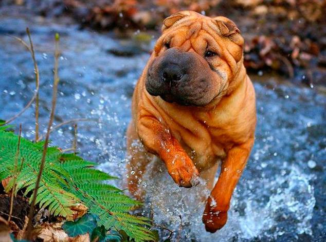 сколько живут шарпеи