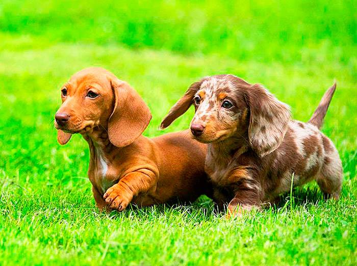 гладкошерстная кроличья такса