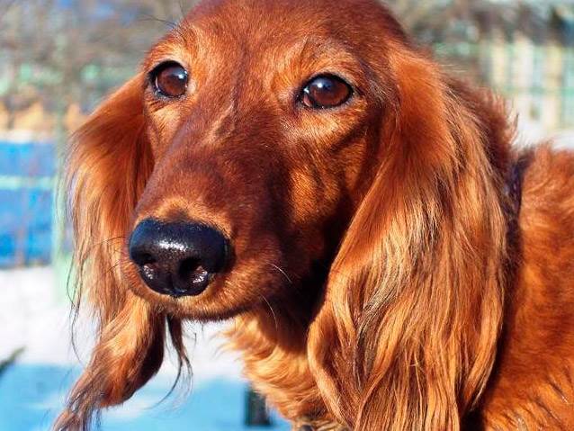 гладкошерстная такса