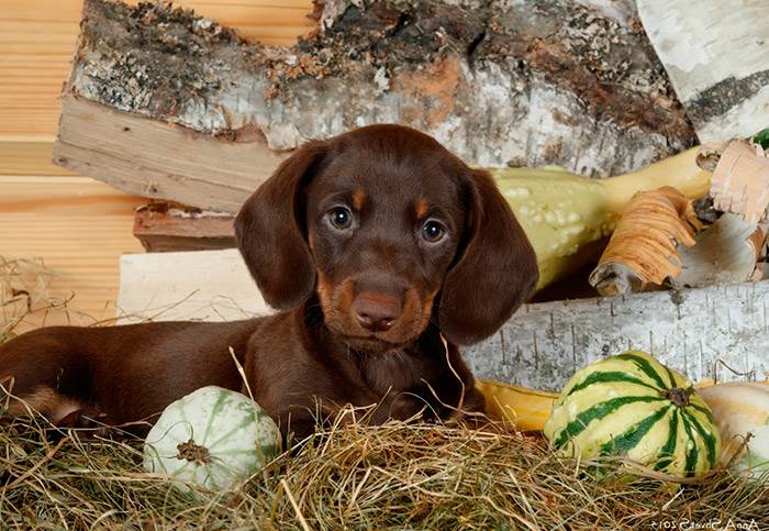 такса стандартная гладкошерстная