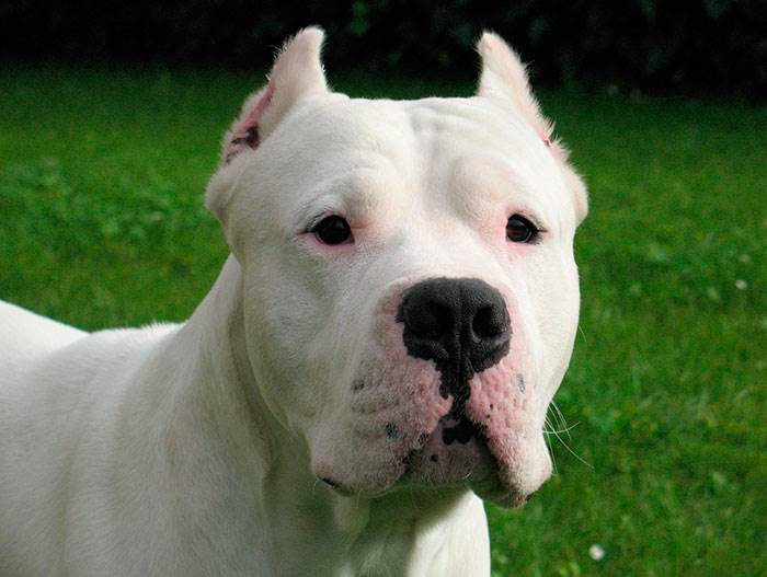 аргентинский дог характеристика породы