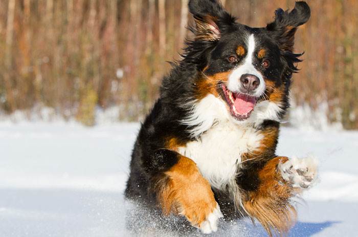 собака бернский зенненхунд