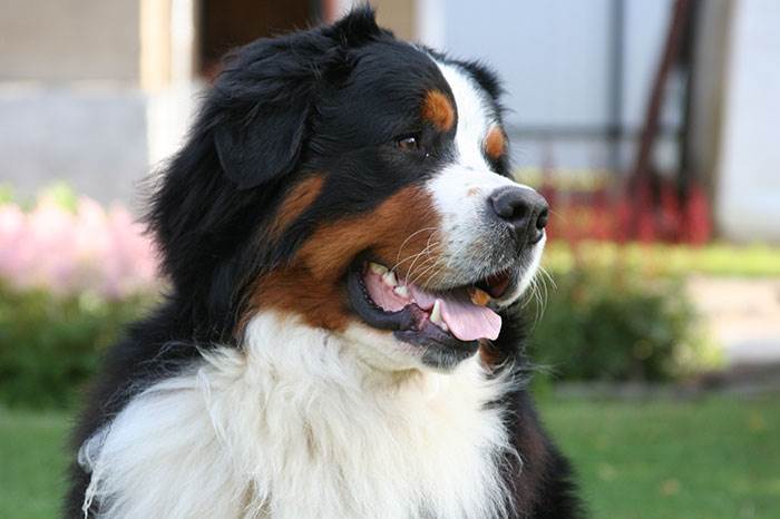 порода собак бернский зенненхунд