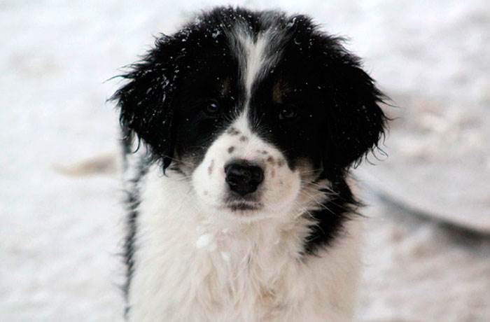 торньяк собака