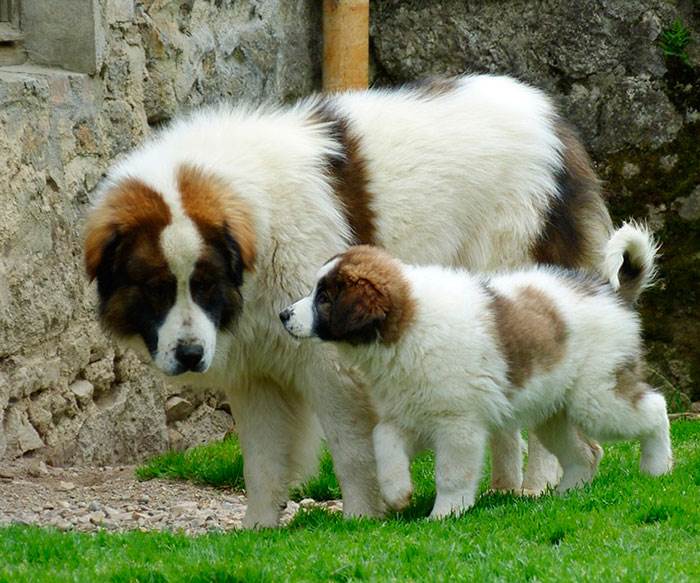 собака торньяк