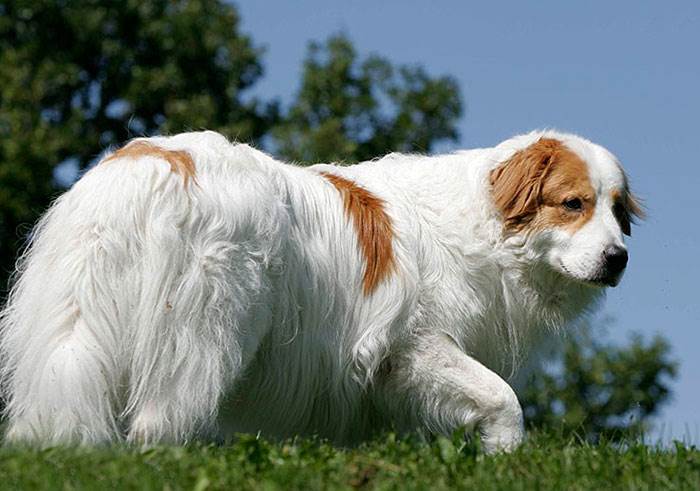 порода торньяк