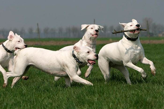 собака аргентинский дог