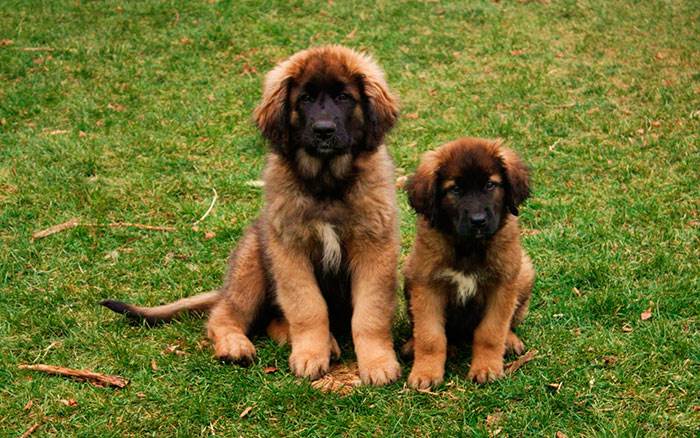 порода леонбергер