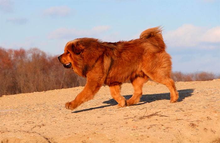 собака породы тибетский мастиф