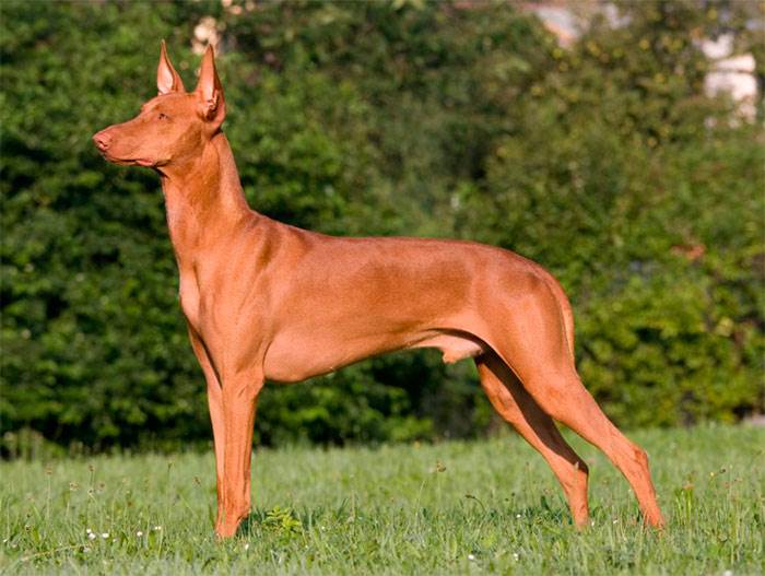 Фараонова собака