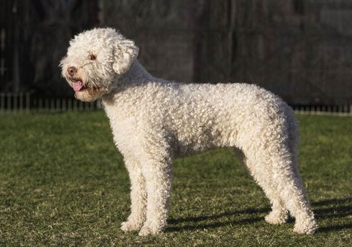 Лаготто романьоло