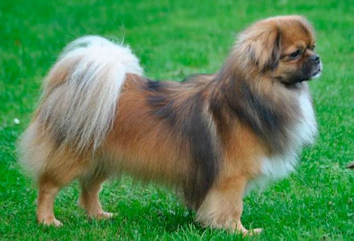 Тибетский спаниель