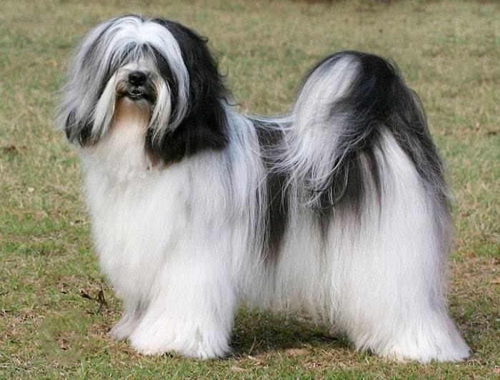 Тибетский терьер