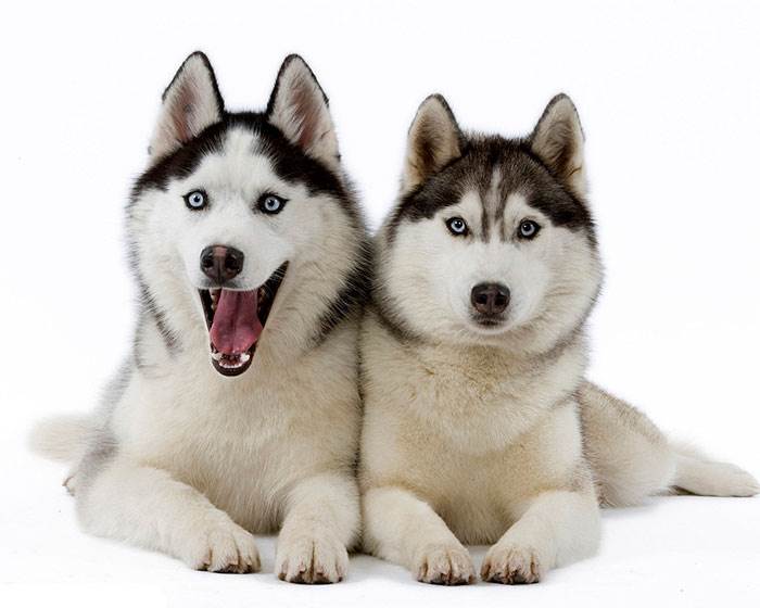 порода собак хаски